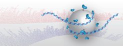 Using bead to mark the DNA strands