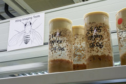 Fruchtfliegen sind zwar anspruchslos, erfolgreich halten lassen sie sich jedoch nur unter den richtigen Bedingungen