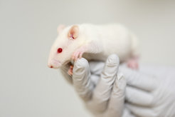 Handschuhe, Laborkleidung und Mundschutz sind Pflicht für den Umgang mit Labormäusen. Die Tiere sollen damit vor der Übertrag von Krankheitserregern durch den Menschen geschützt werden.